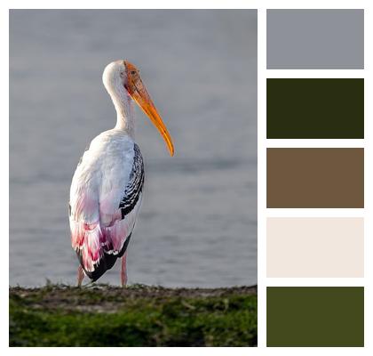 Pelican Beautiful Wallpaper Bird Image